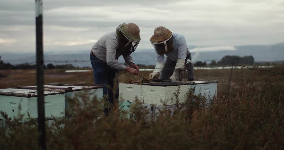 Beekeepers scraping honey off an apiary in a field in the countryside