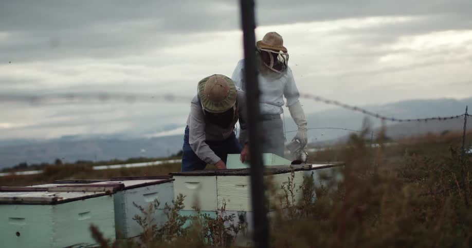 Beekeepers using a bee smoker to check the hives at evening