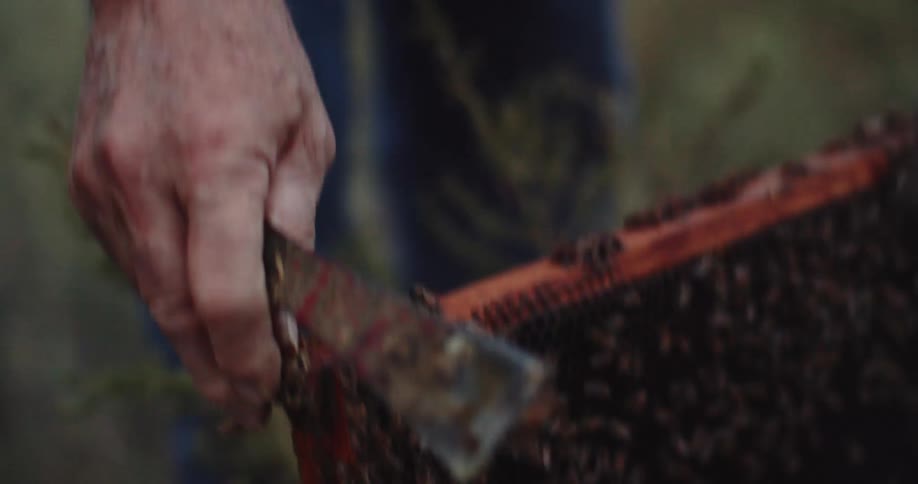 A beekeeper blows smoke over a hive