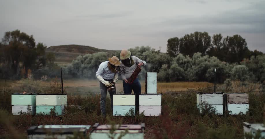 Beekeepers use smoke to inspect wooden beehives on a field
