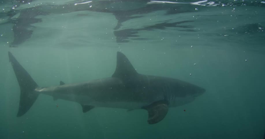 Shark swimming just below the surface in ocean water