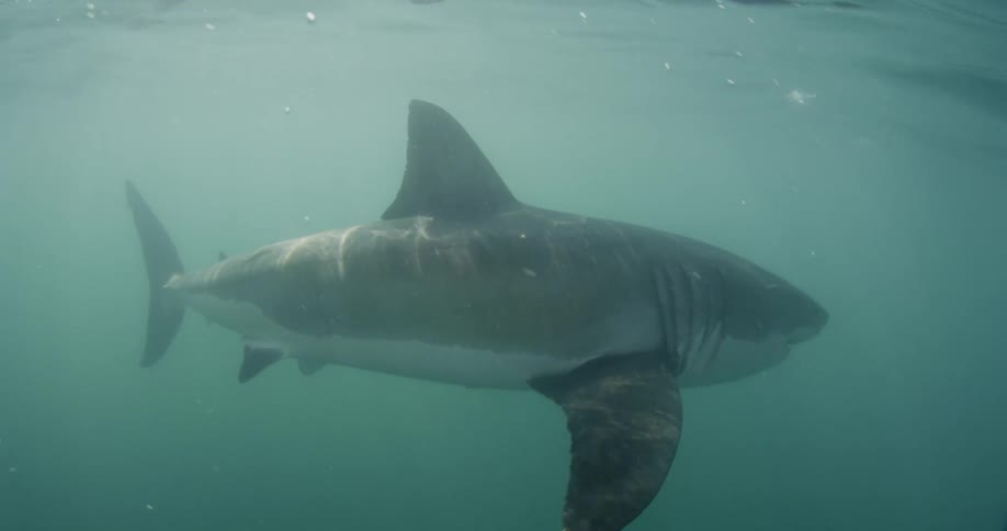A large shark is moving near the surface of the water