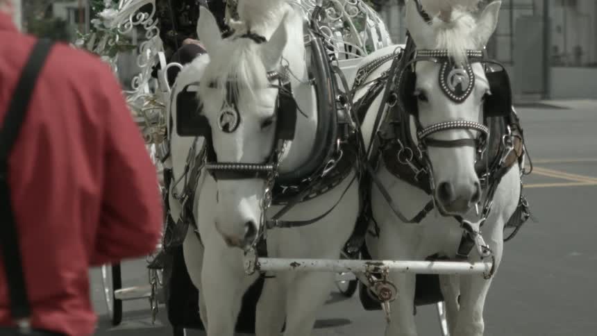 Horses sit waiting to pull a carriage