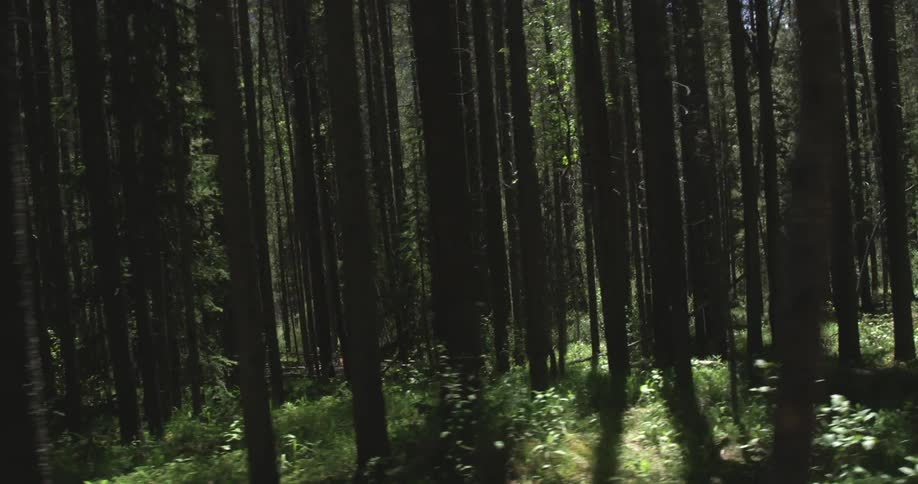 Moving past a dense forest