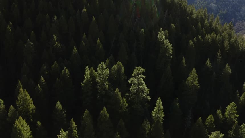 An aerial view of a forest on some hills