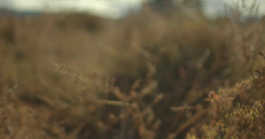 Close up view of grass is displayed in a field