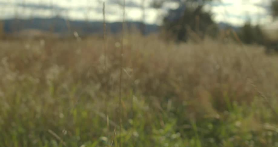 A close up view moving through dry grass and weeds