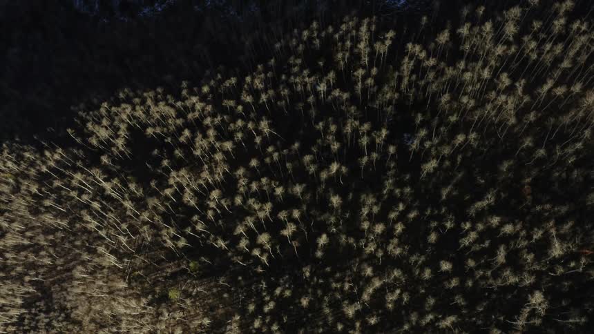 The forest is dark and in the shade