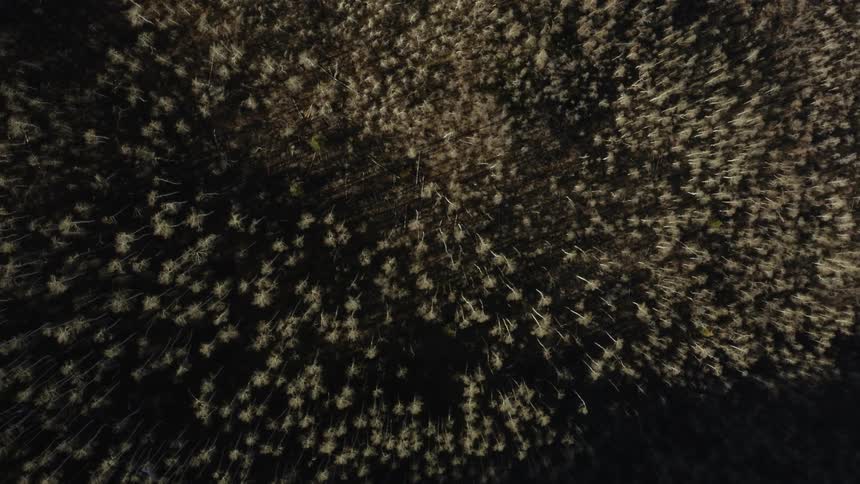 Aerial view pointing straight down on forest of dry trees
