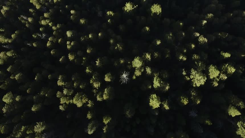 A birds eye view of trees in a forest