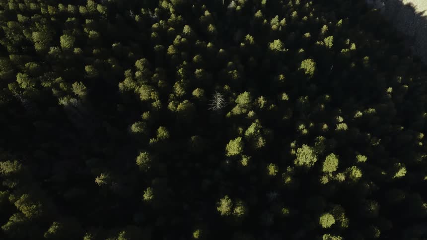 Aerial view of the canopy of a forest under shadows at morning
