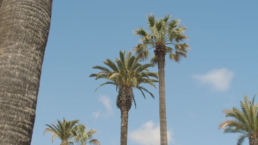 Palm trees with leaves moving in the breeze and a few clouds in the sky