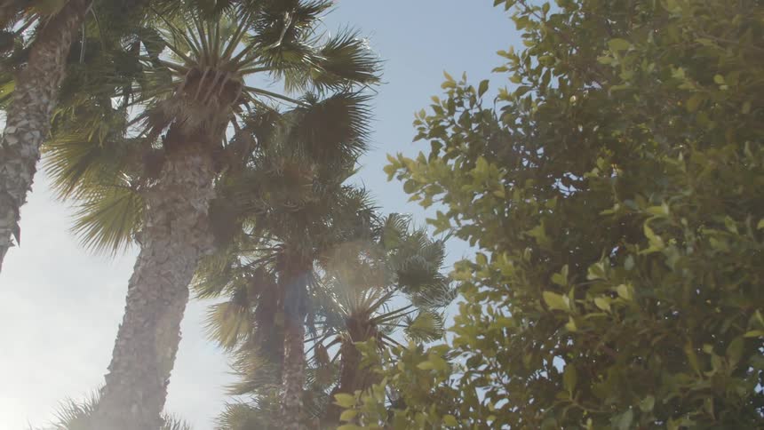 A view of trees outdoors