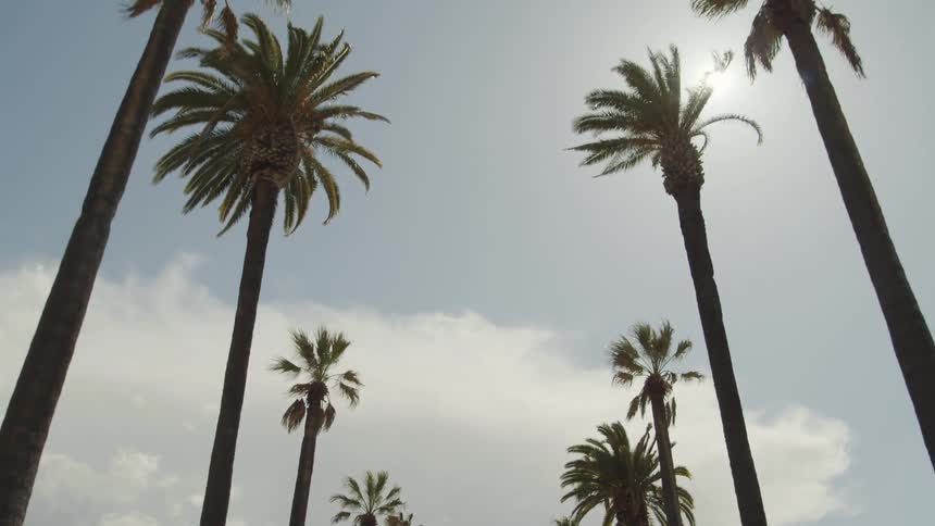 The sun shines brightly on palm trees as the leaves move in the breeze