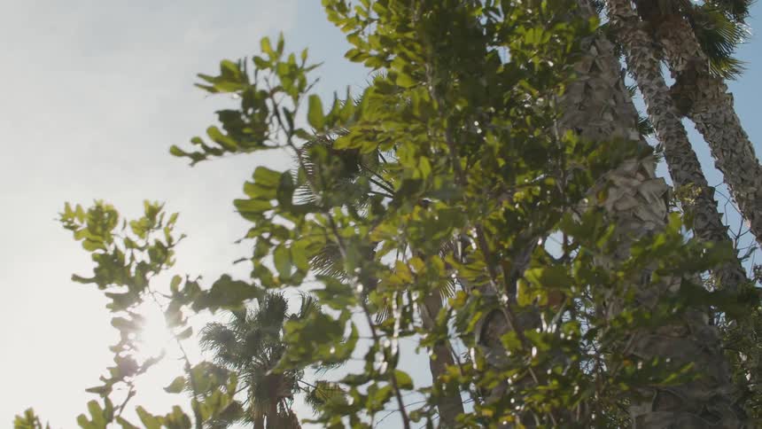 The sun is shining brightly upon palm trees