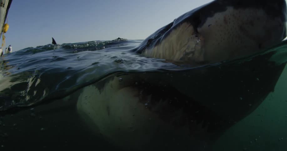 Shark swimming upwards and then breaching the water