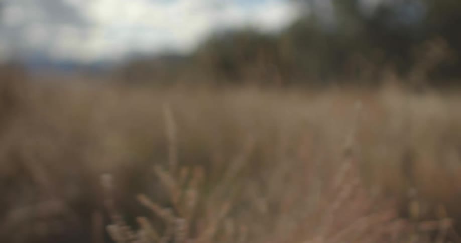 Close up view of grass in the plains during midday