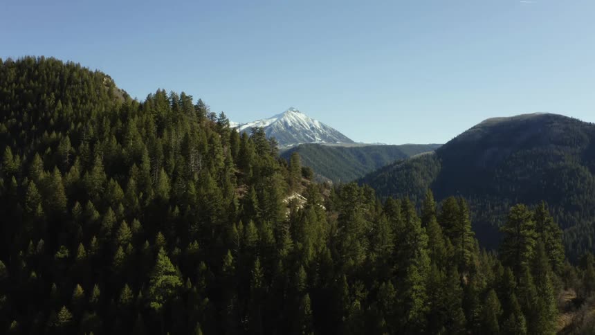 An aerial view of a forest with a mountain in the distance