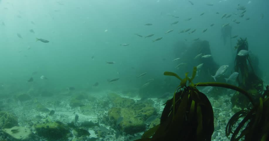 A school of fish is swimming through some murky water