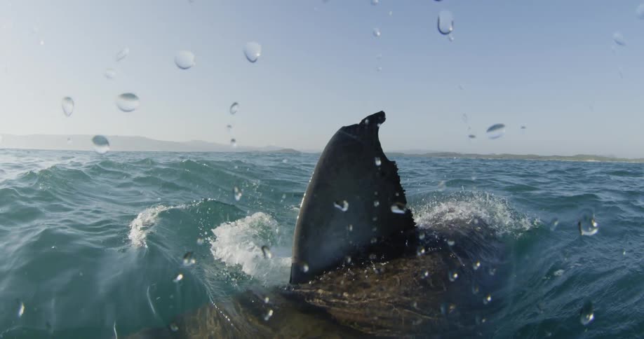 Fin of shark emerging from ocean water