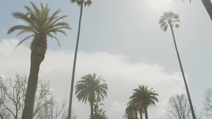 Palm trees are standing tall in a neighborhood