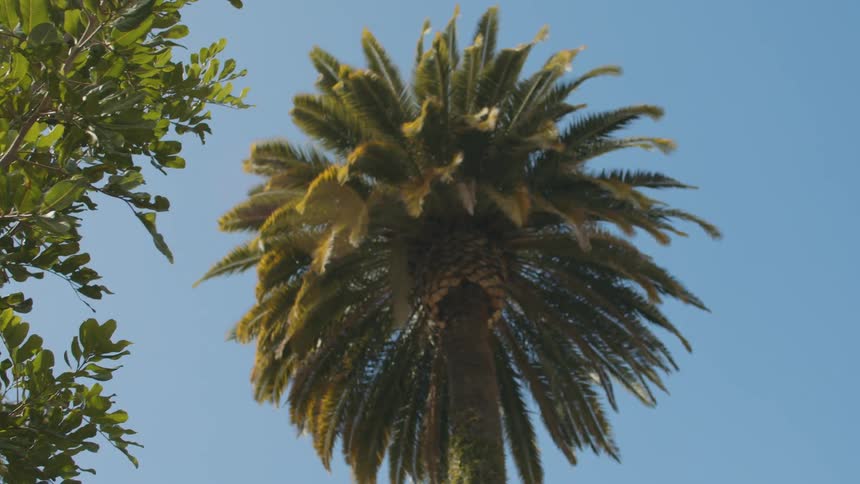 The tall palm trees reach into the sunny sky