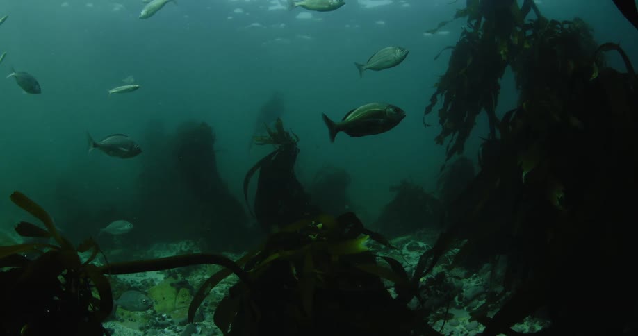Many fish swim in murky ocean water