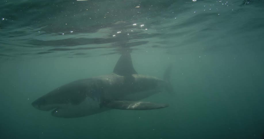 A shark swims near the surface of the ocean