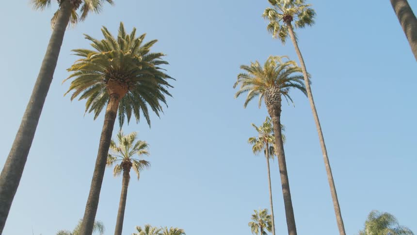 Palm trees with leaves moving in the breeze under a clear sky