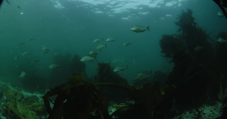 Small fish swimming through some dark water