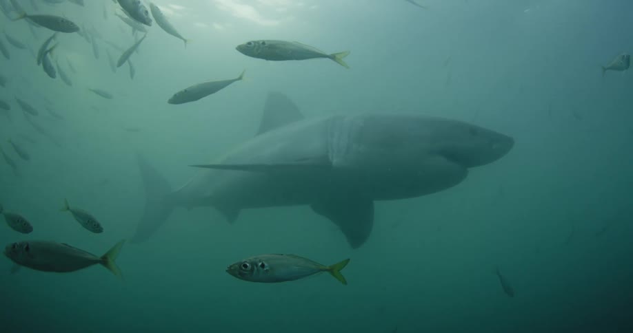 A shark swims near a school of fish