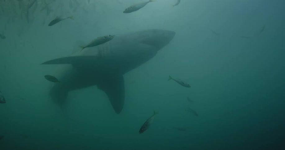 A large shark swimming among a group of fish