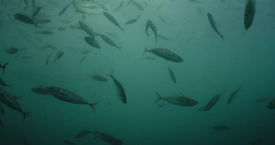 Many fish swimming in the ocean