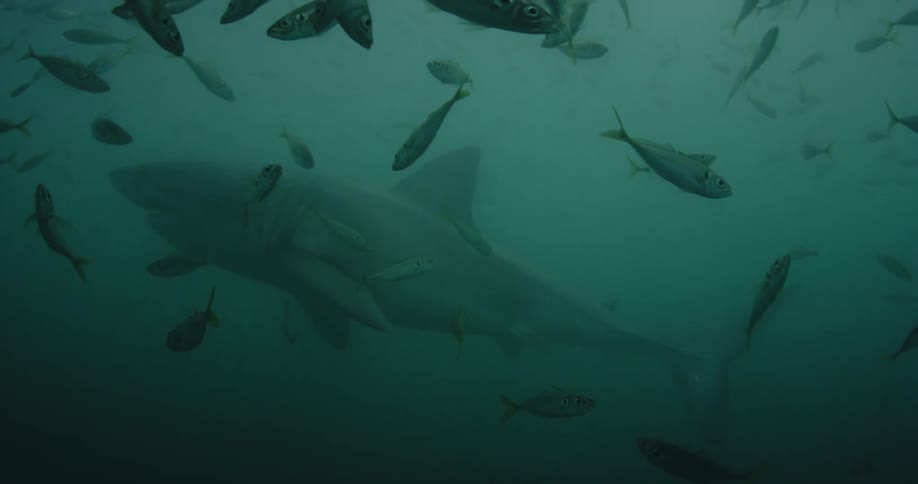 A shark swims near fish in the ocean