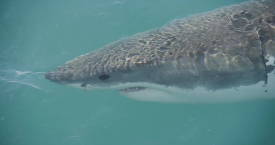 A shark is swimming near the ocean surface