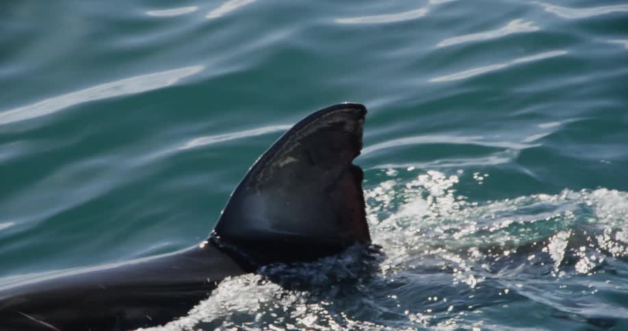 A sharks fin is right above the water as it passes