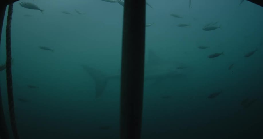 Shark and fish swimming near a cage in ocean water