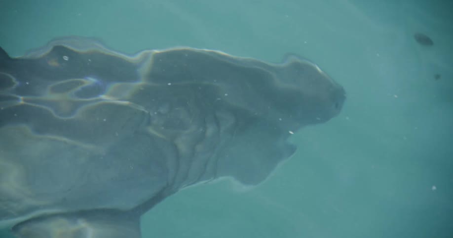A shark is being filmed through the ocean
