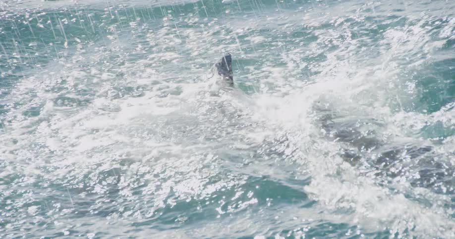 Short taking a bite on the surface of the water