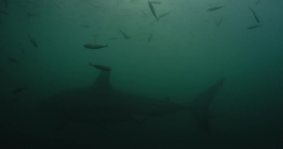 A school of fish swim above a shark