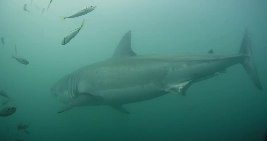 Fish and a shark swim through the water