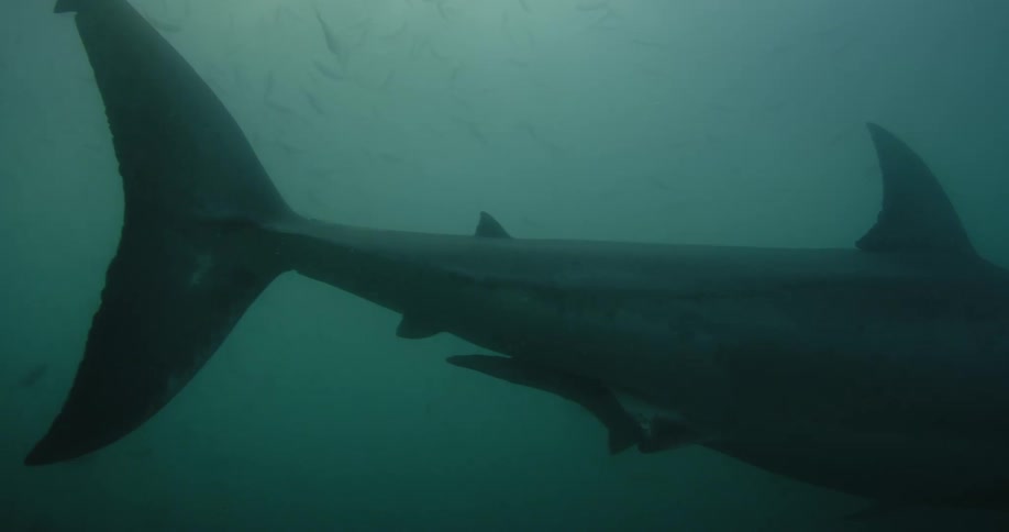 Shark and other fish swimming just under the surface of ocean water