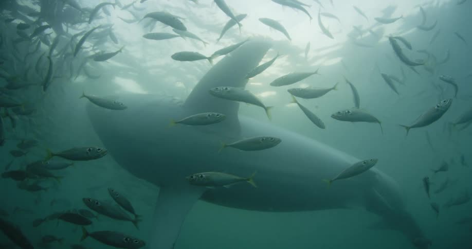 A school of fish swims around a shark near the surface