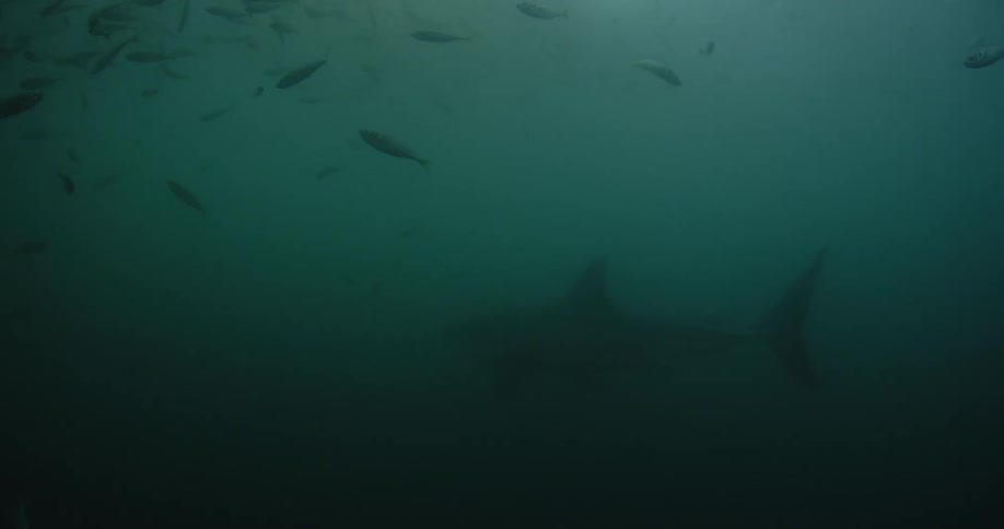Sharks and fish swim in murky water