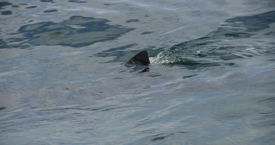 Shark's fin seen swimming near the surface of the water and then submerging