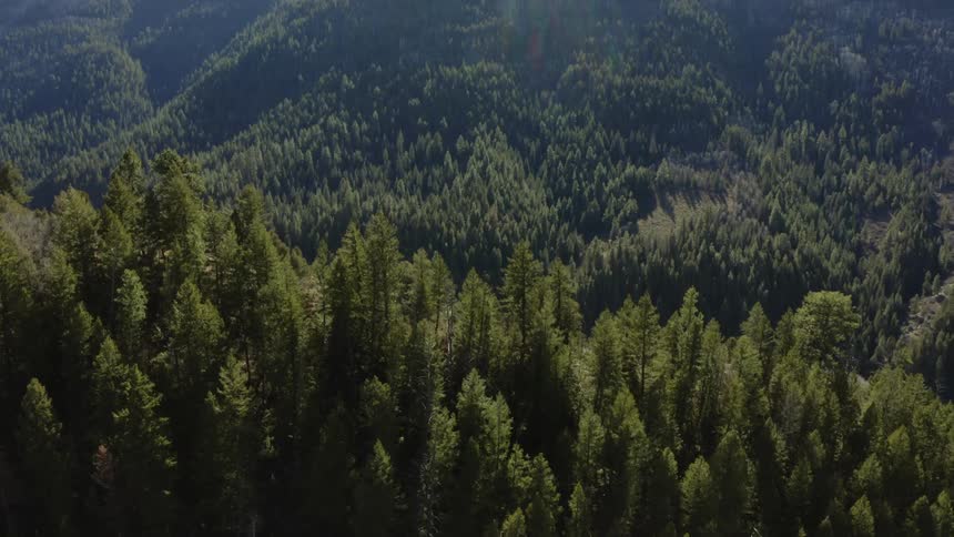 Aerial view of a forest during spring is displayed