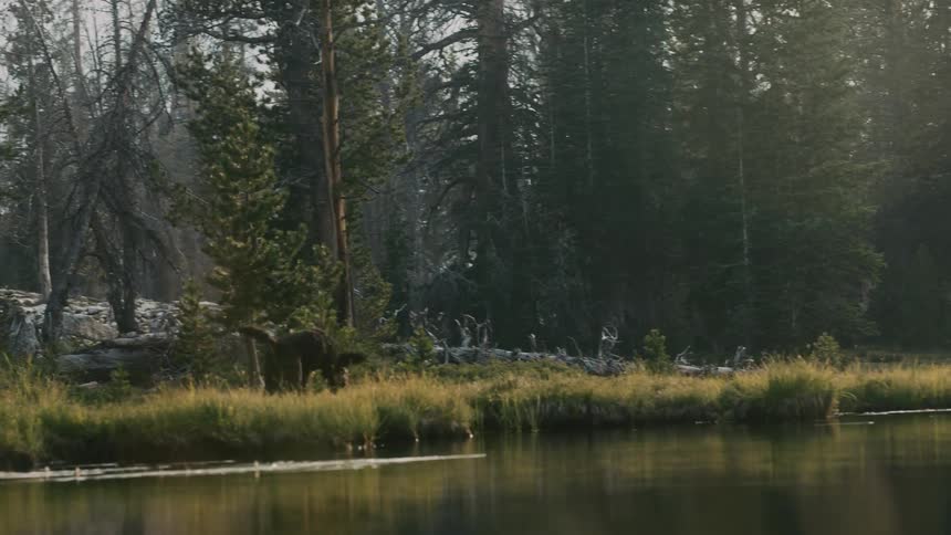 Young couple camping near a lake in the forest with a happy black dog running around the tent