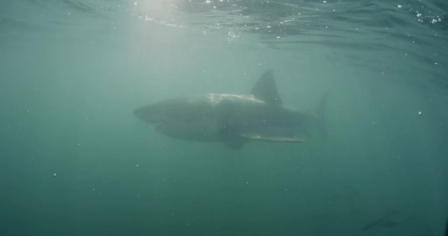 A shark swims near the sunny surface of the ocean