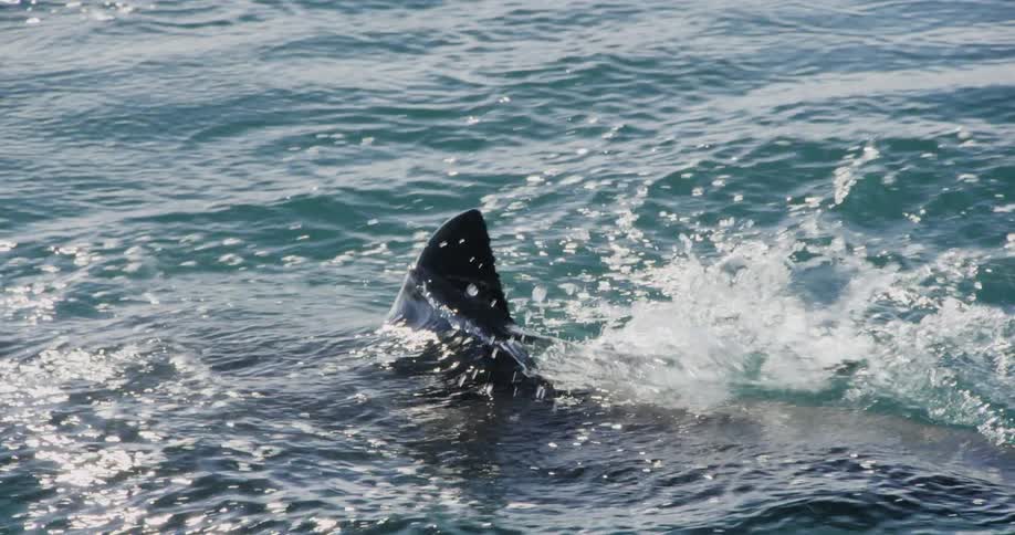 A shark reenters the water after splashing through the surface