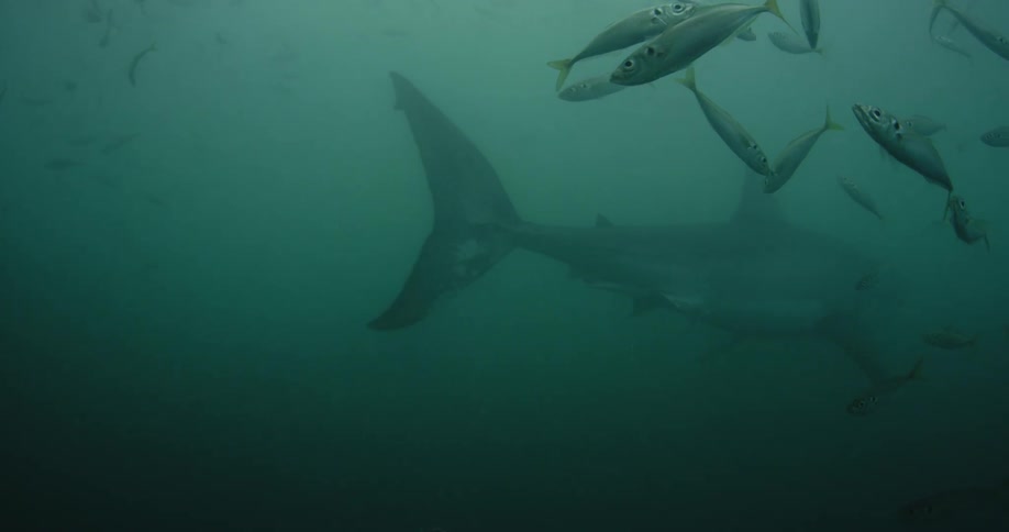 A shark swims near a school of fish